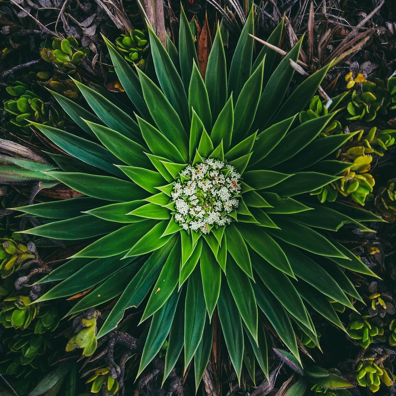 image d'une fleur verte