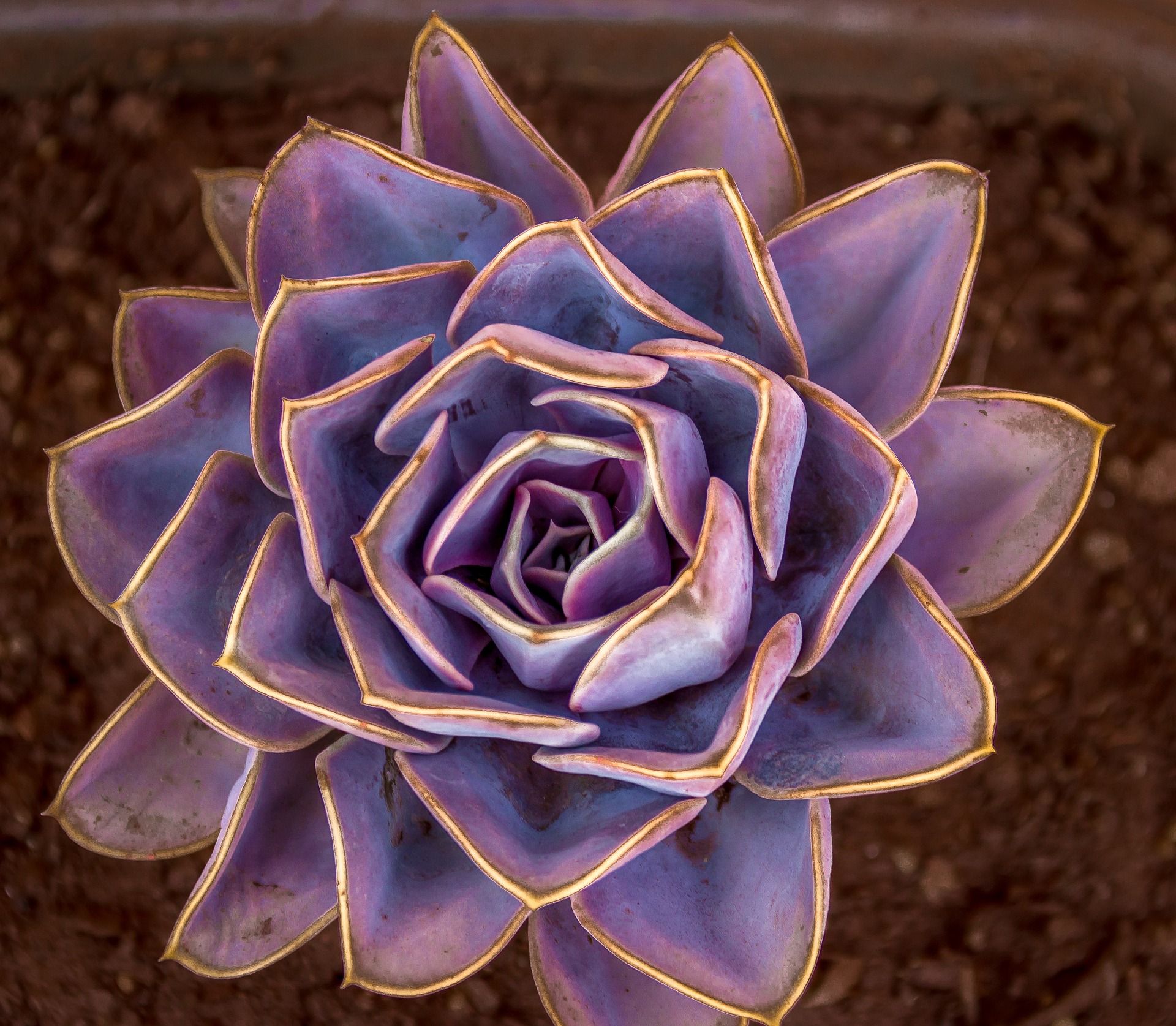 image d'une fleur violette